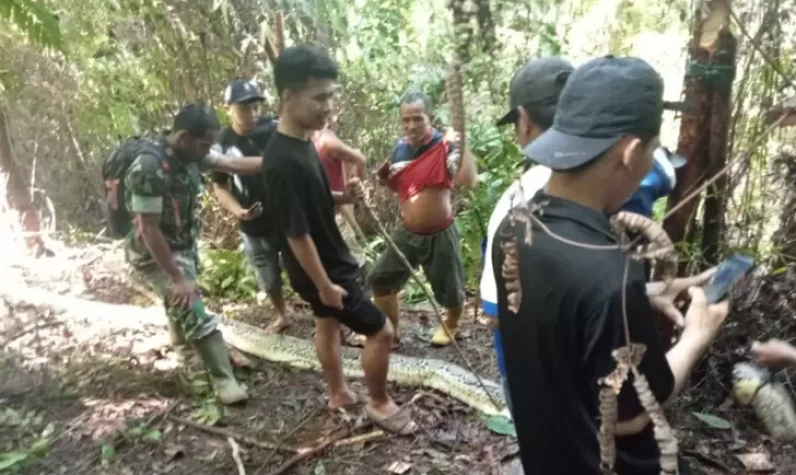 Endonezya'da bir ayda ikinci yılan saldırısı! Genç kadını yutmaya çalışan piton ülkeyi ayağa kaldırdı!